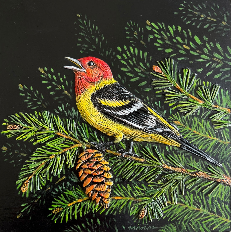 Mañas, Rogene: Western Tanager in the Fir Tree