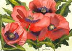 Biles, Janet: Red Poppies
