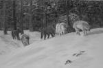 Hamilton, Roger: Oregon Wolf Pack in Hell's Canyon